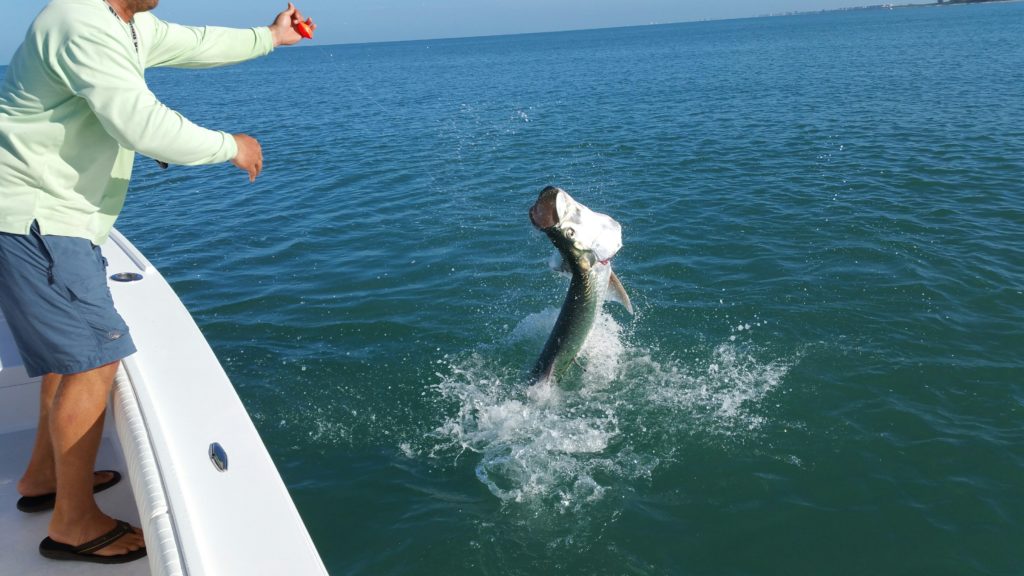 Tarpon Fishing in Naples, FL