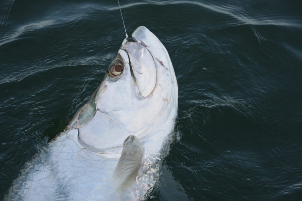 Tarpon jumping beside the boat on a Naples tarpon charter