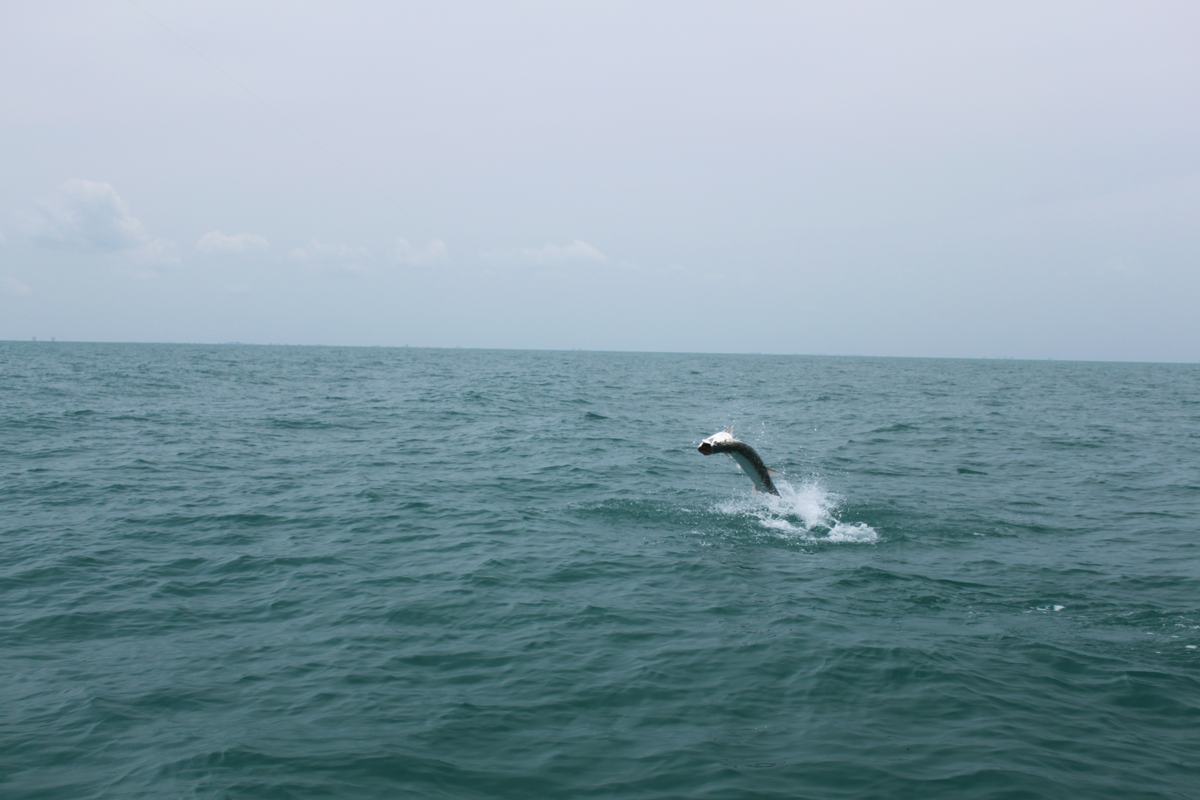 Naples Tarpon Action