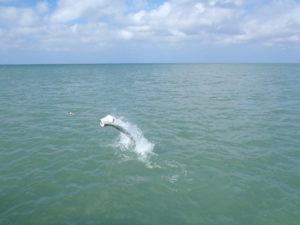 Tarpon Fishing