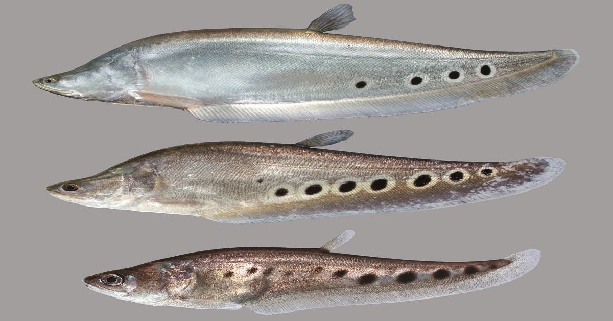 Top 10 Fish Species in Florida