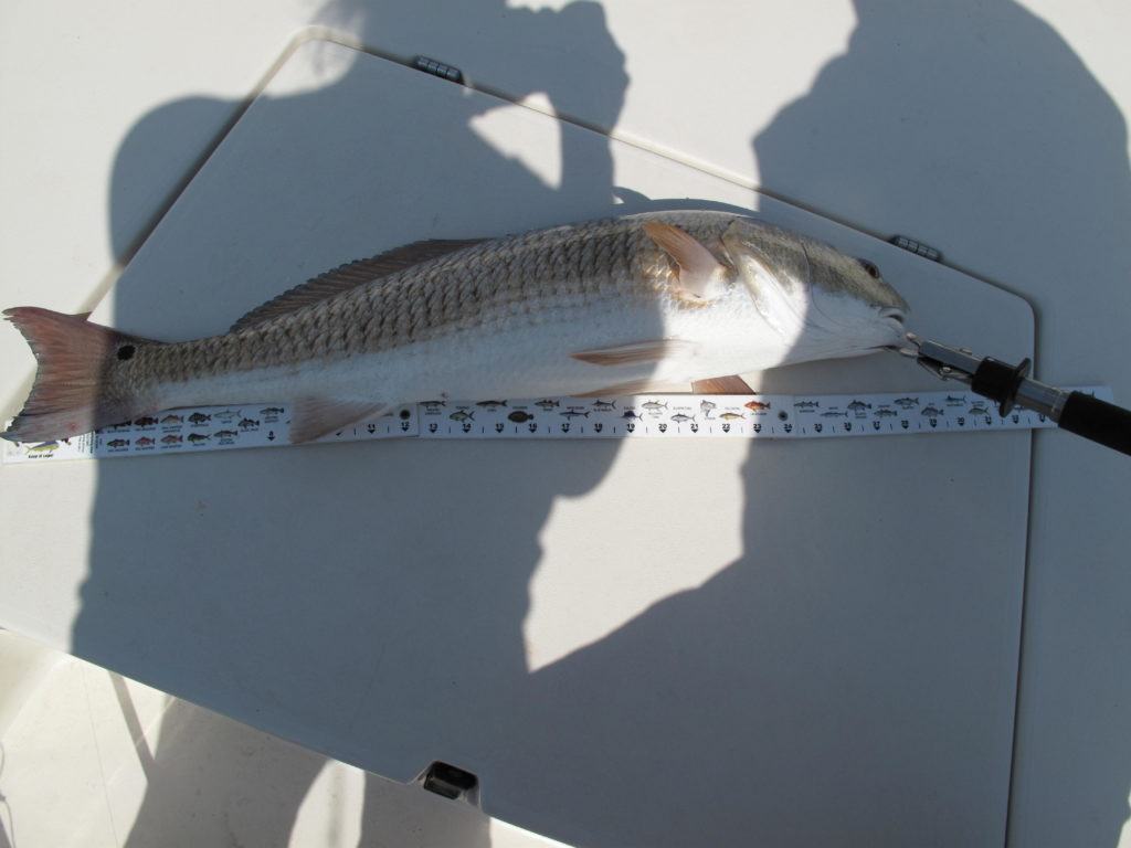 David’s Day of Fishing in Naples