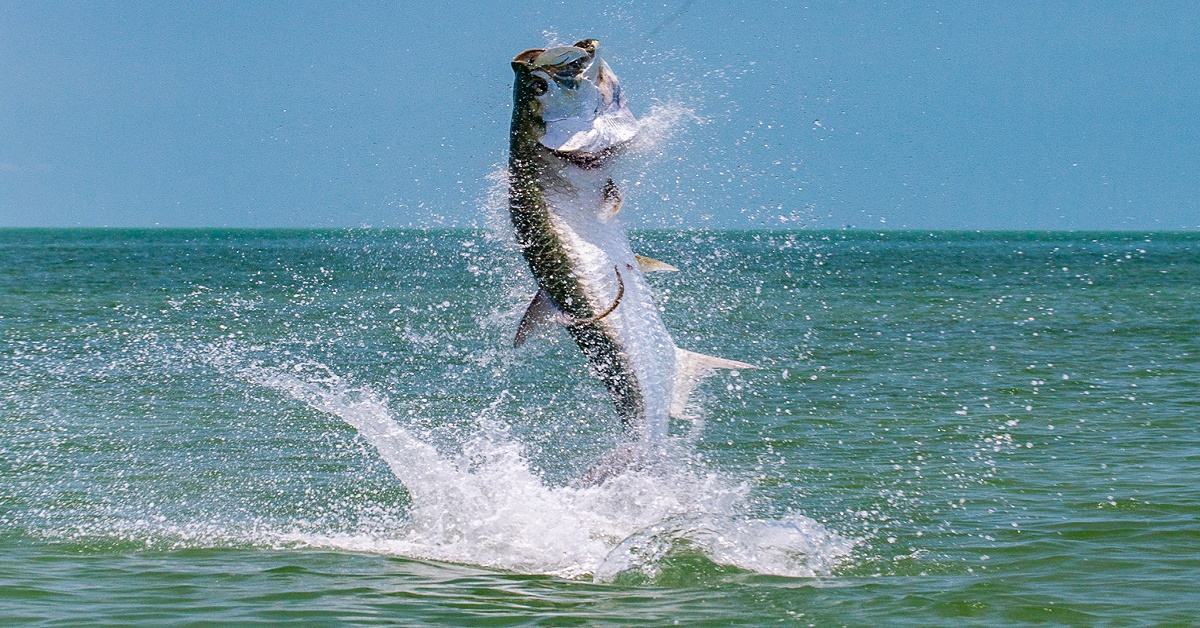 Best Time of Year to Go Saltwater Fishing in Naples, FL