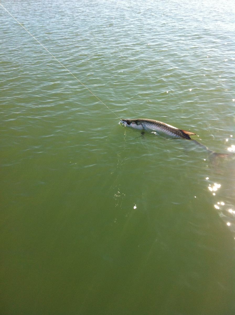 Naples Tarpon report