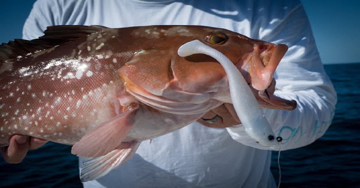 9 Tips for Fishing for Grouper