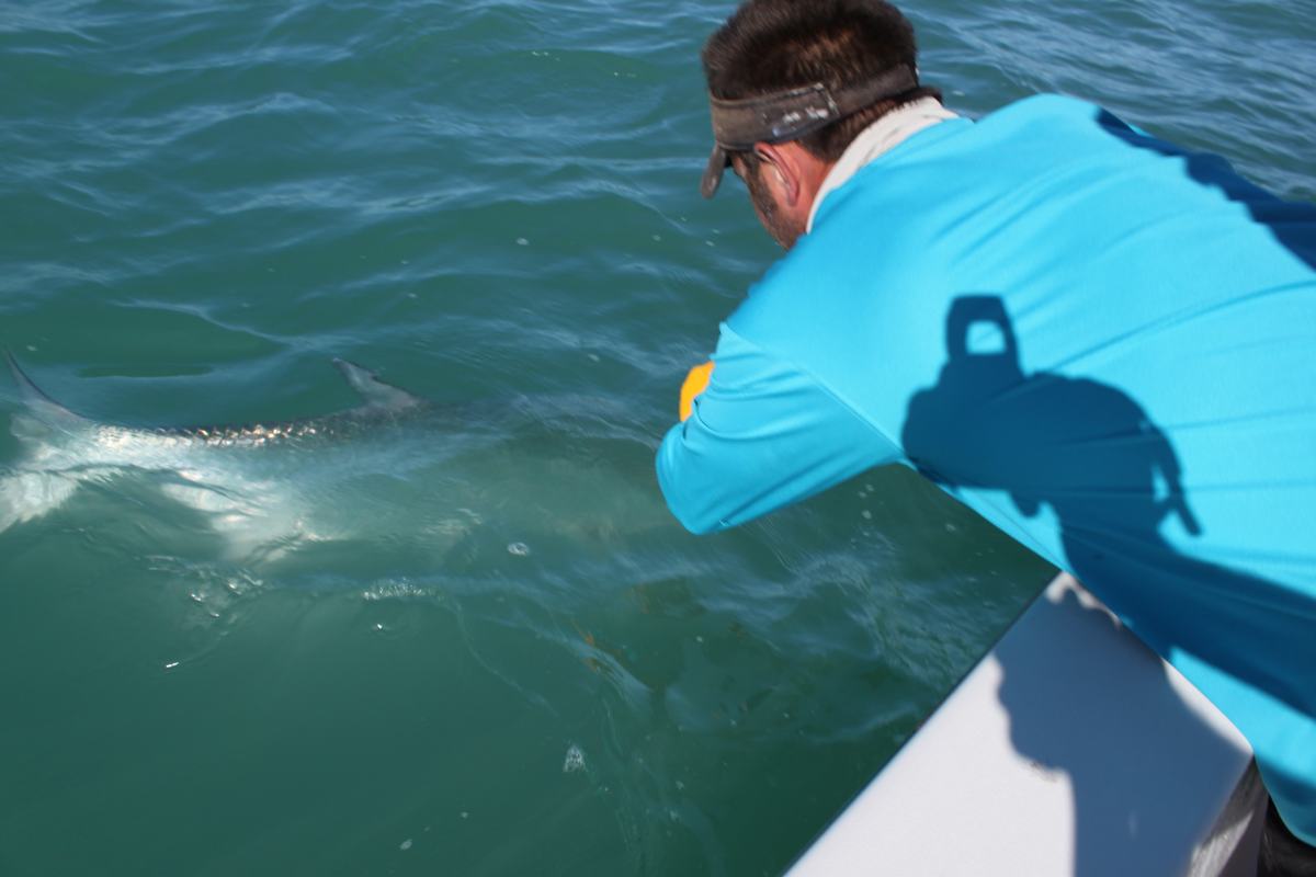 Sanibel Tarpon Fishing