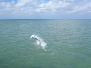 naples fishing