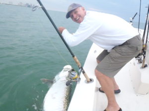 tarpon