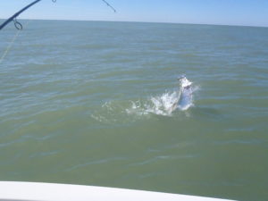 naples fl fishing charters