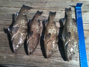 Grouper Fishing in Naples, FL