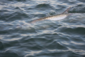 Naples Saltwater Fishing - Fishing 1