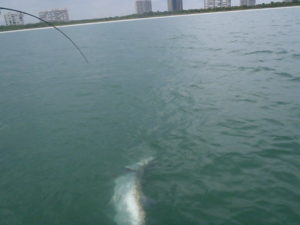 Naples Saltwater Fishing - Fishing 32