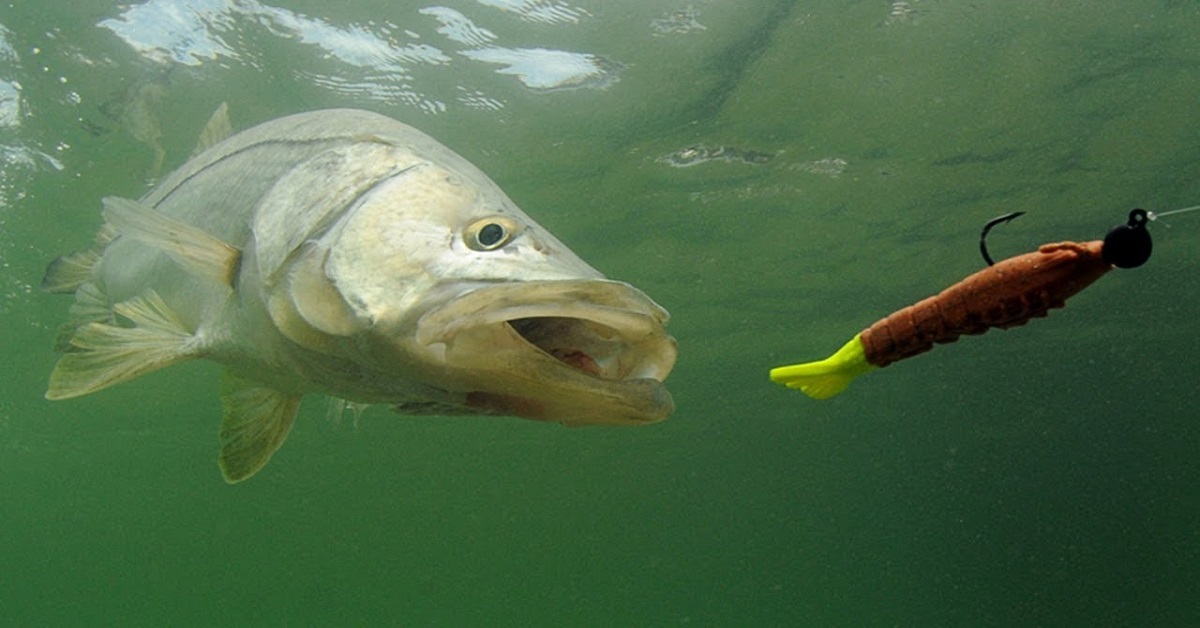 Best Methods To Catch Snook At A Fish Light - Naples Saltwater Fishing