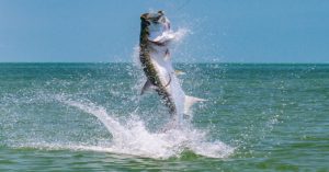 Tarpon Fishing Florida