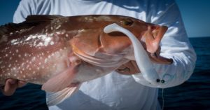 Trolling for Grouper